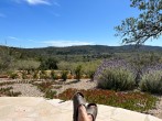 Olive grove views